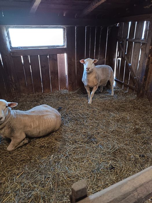 Berbeci texel de 1 an