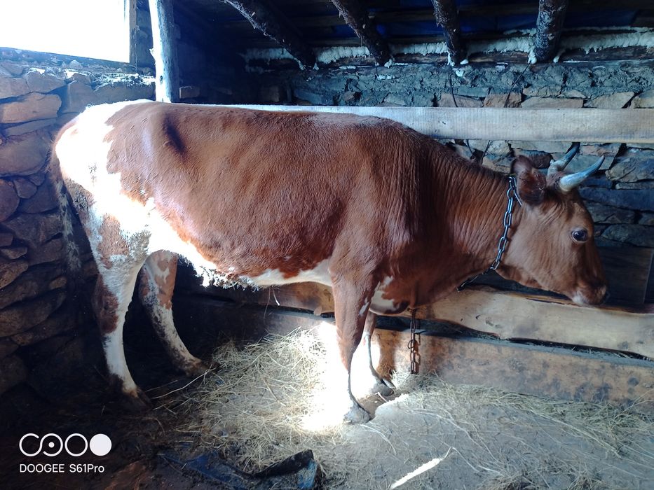 Продам быка и корову