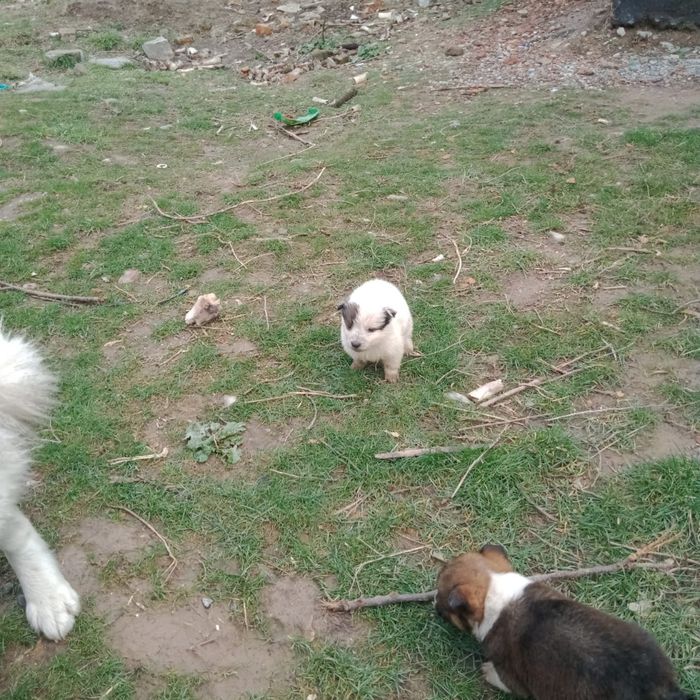 Отдам кутят в хорошие руки