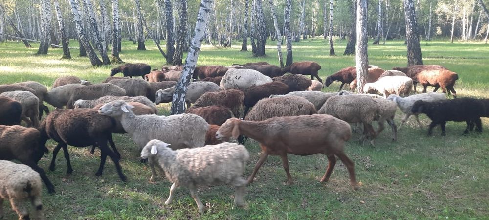 Продам баранов. Кой сатамын