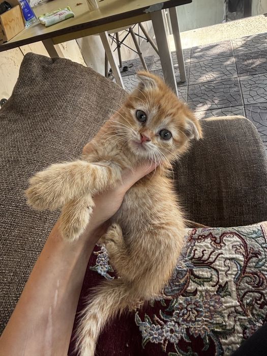 отдам 4 котят в добрые руки