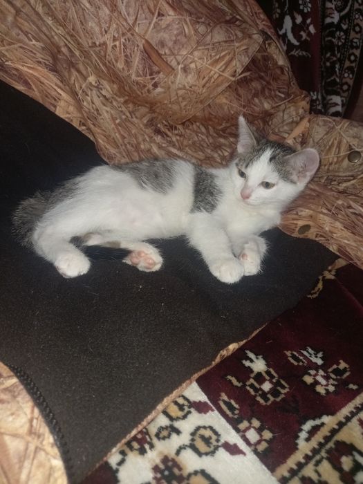 Котёнок мальчик.