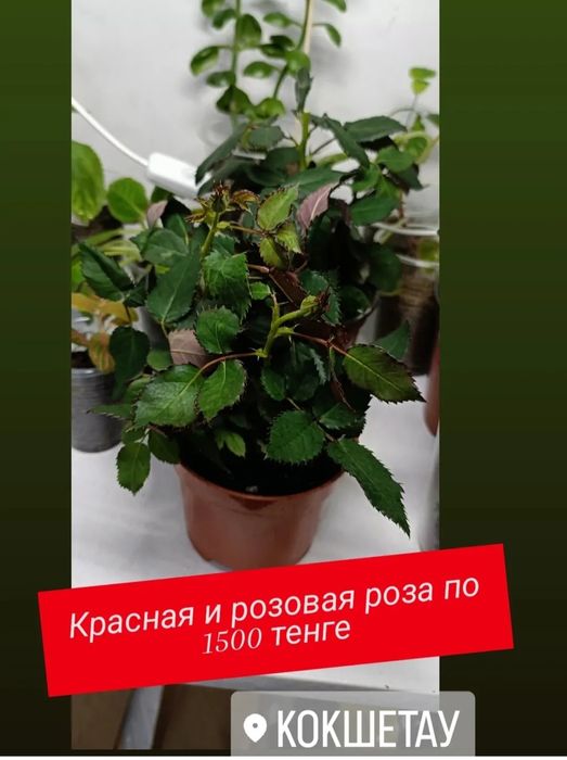 Розы в горшочке:1500 тенге