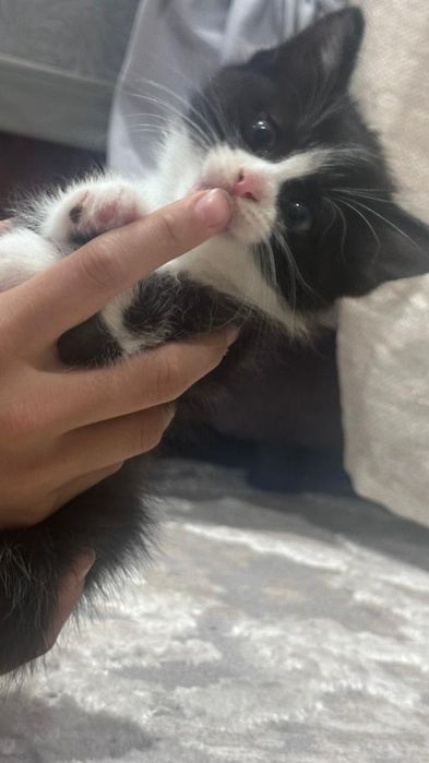 Котята отдам в добрые руки