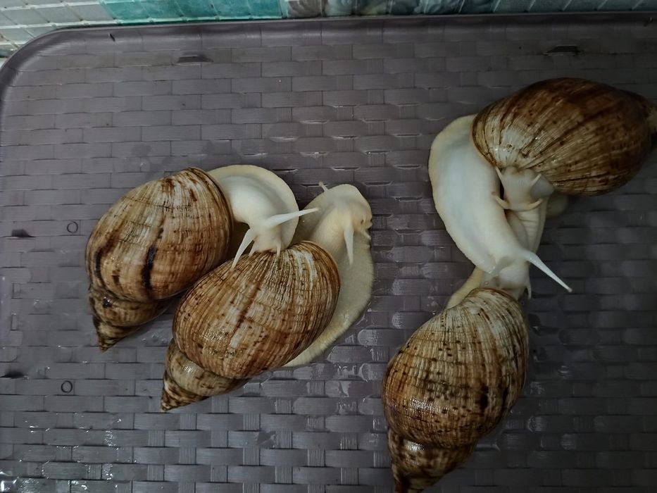 Продаются улитки сухопутные/ахатины