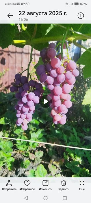 Виноград, саженцы