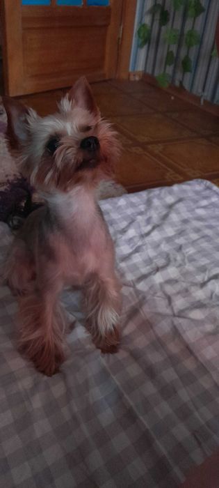 Йоркширский терьер на вязку