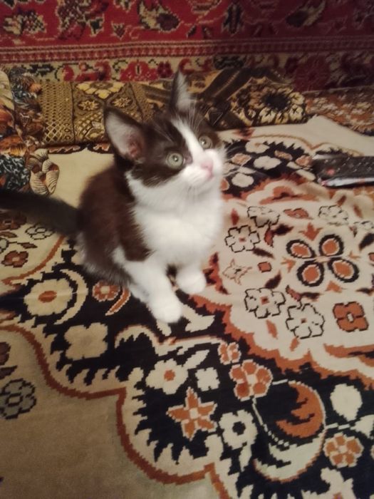 Котенок в хорошие руки