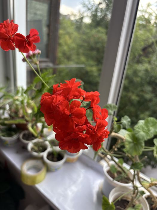 Цветы герань красная, розовая