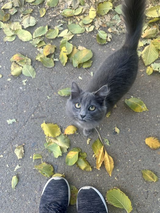 Ласковый котенок