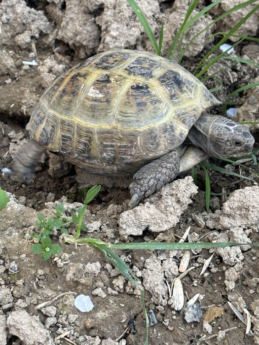 Котта тошбака сотилади.Алмашаман