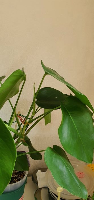 Монстера делициоза