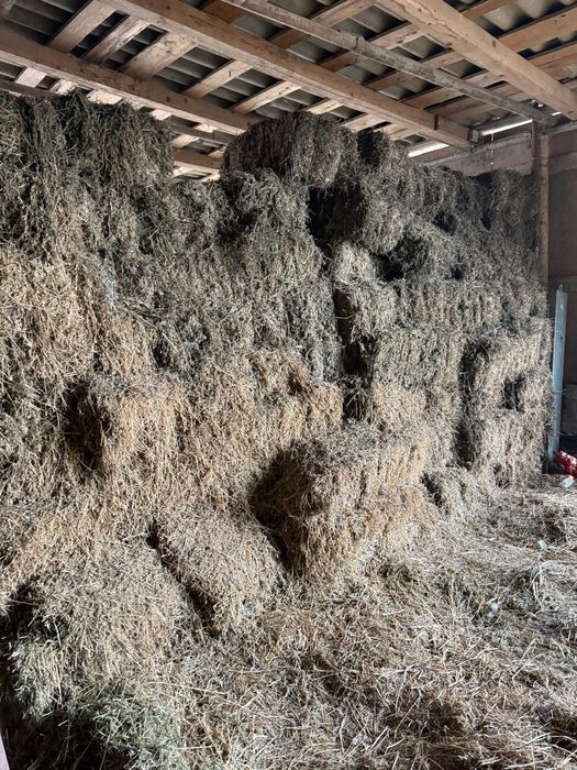 Baloti lucernă de vânzare