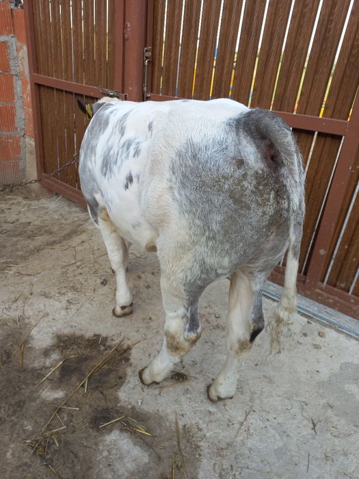 Vând vițel belgian