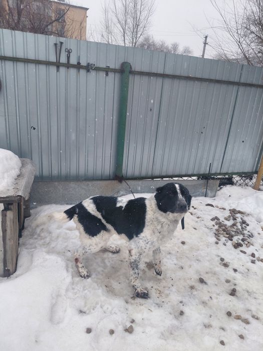 Алабай в добрые руки