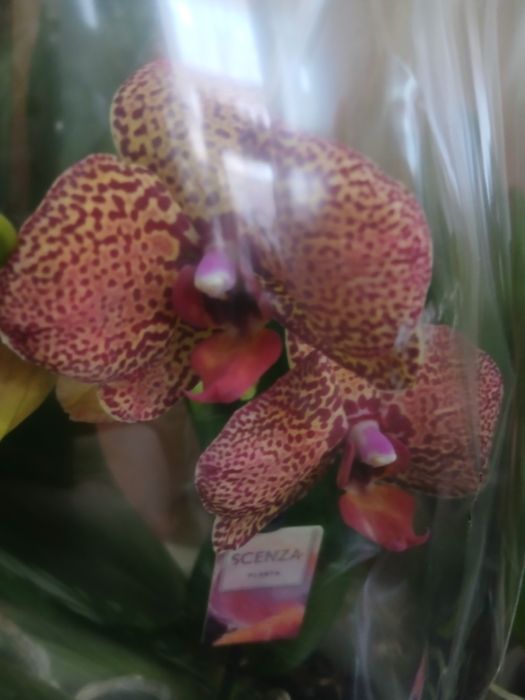 Орхидея желтый леопард Голландия