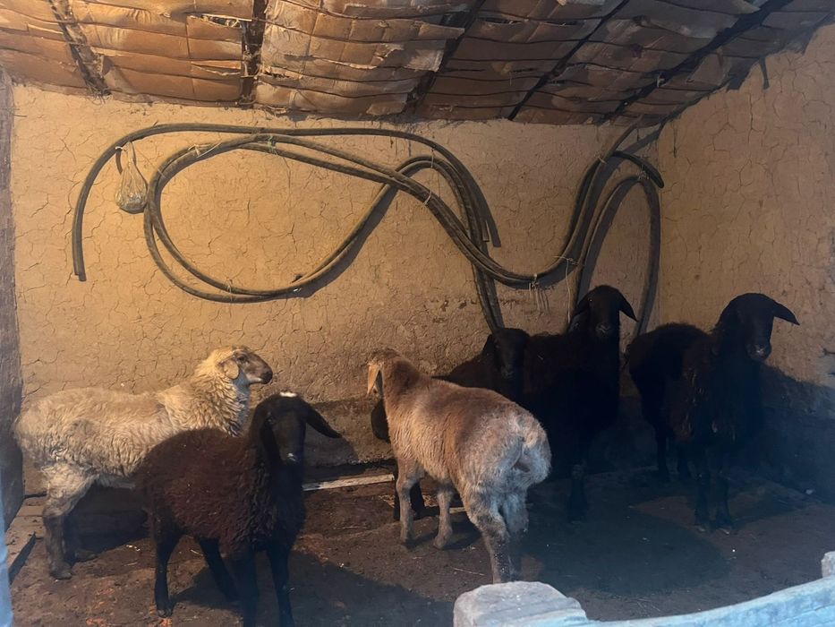 Қой бар сатылады