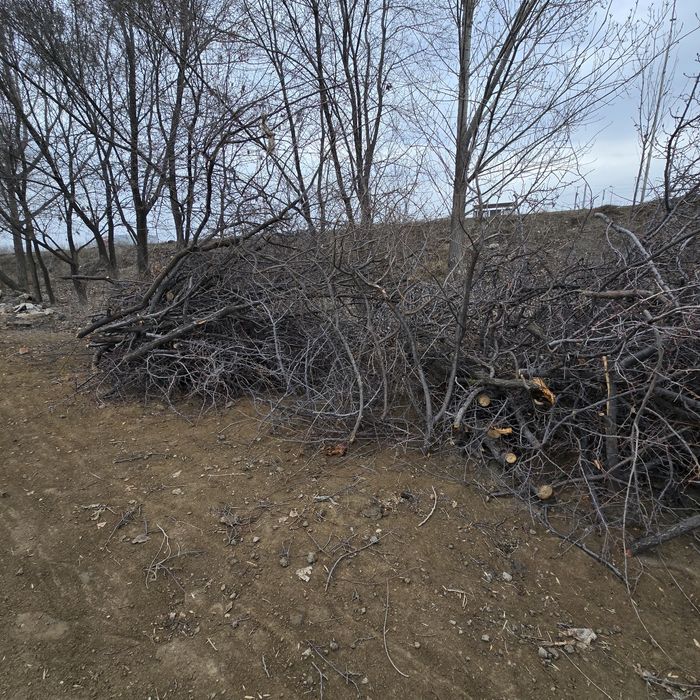 Дрова, отын бесплатно