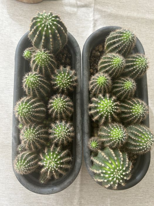 Кактус декоративный