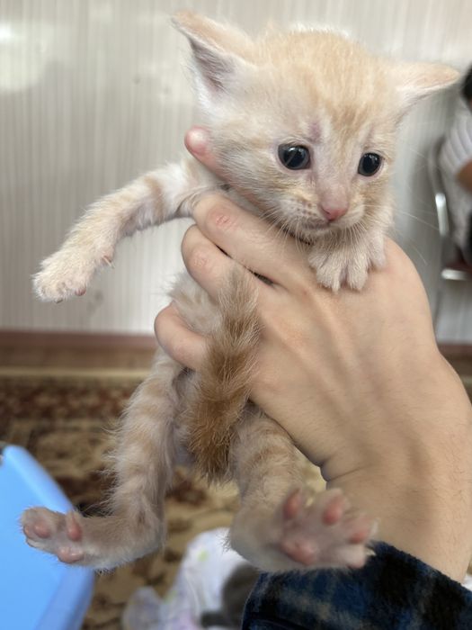 Отдам котят в добрые руки