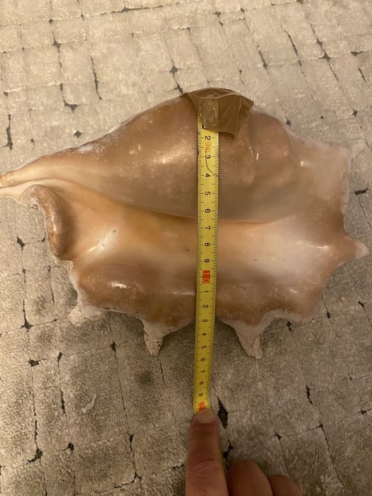 Scoica naturala, mare oceanul Indian