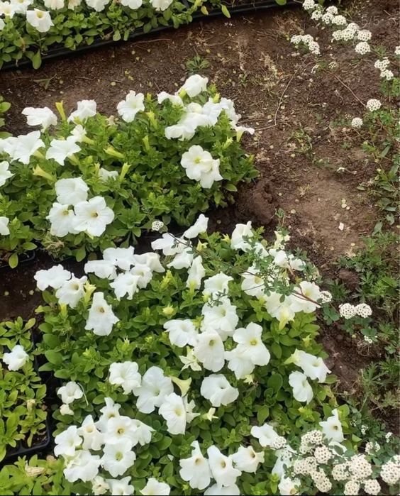 Петуни разных цветов.