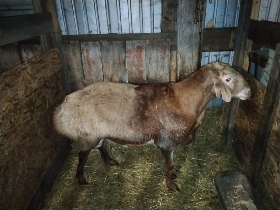 Кошкар гисар 3,5 года