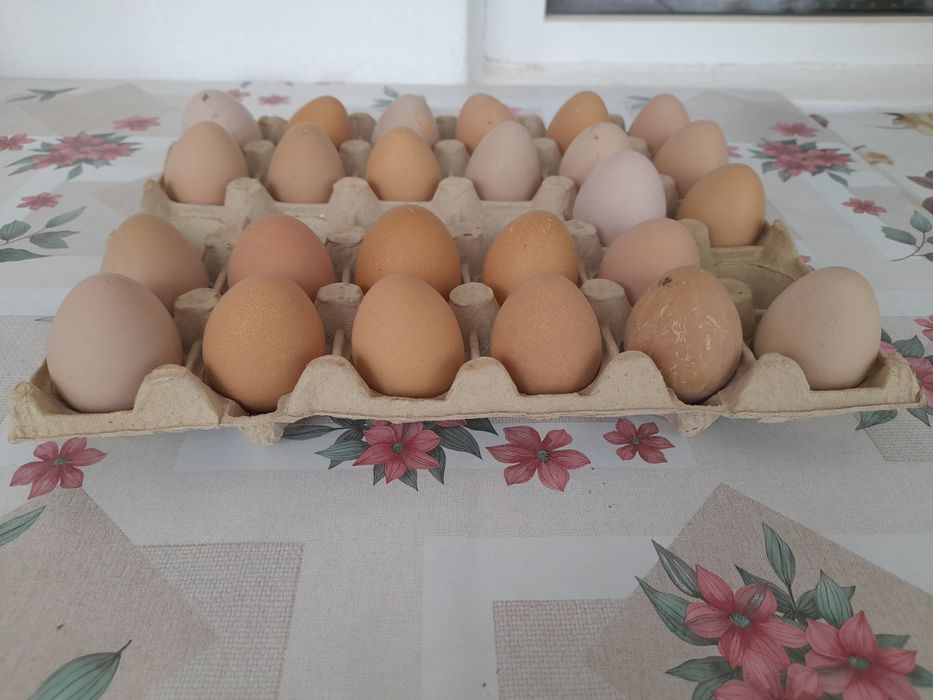 Vând ouă de bibilică