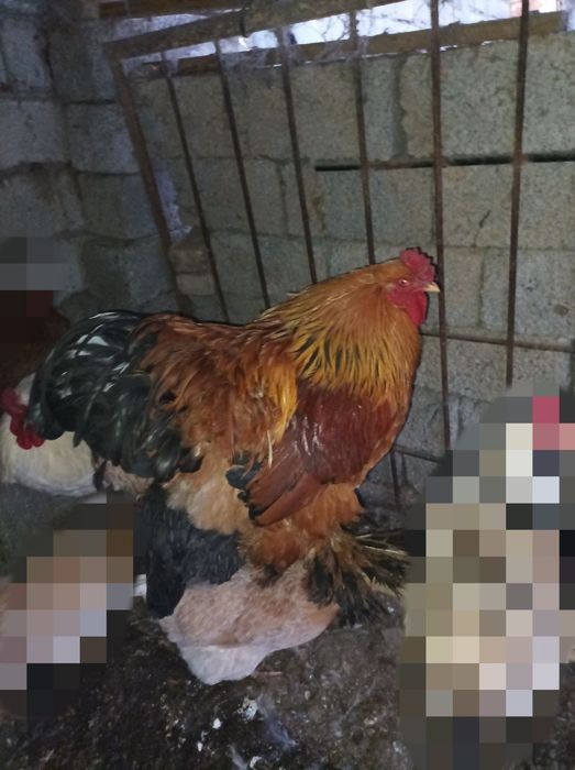 Продаётся 2 петуха БРАМА