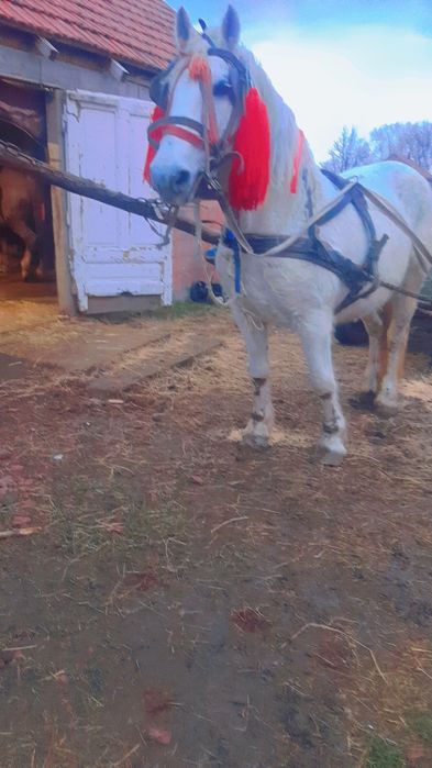 Vând sau schimb iapă