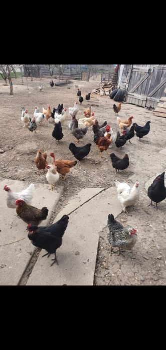 De vanzare gaini tinere