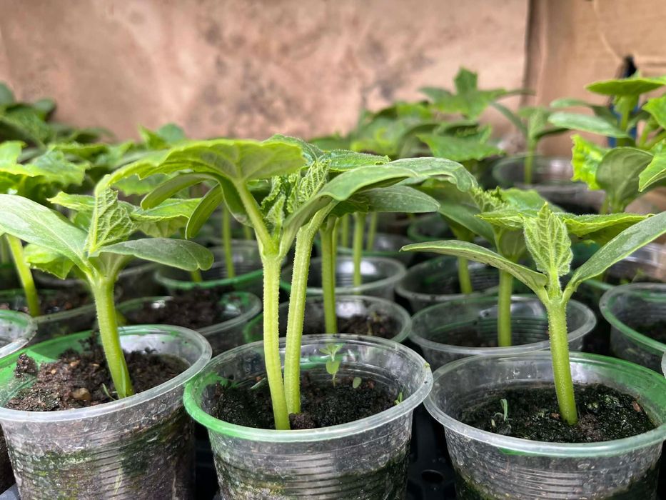 Разсад - домати и краставици