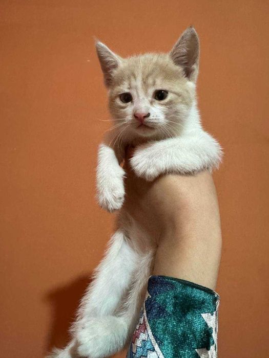 Mushukchalar 3oylik qiz oʻgʻil oʻyinqaroq