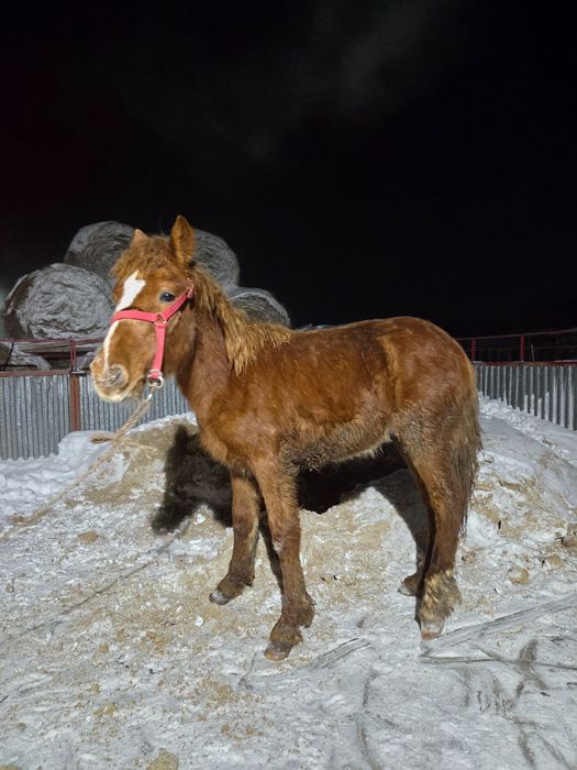 Жабағы еркек(жеребчик)