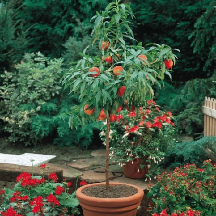 Pomi fructiferi pitici