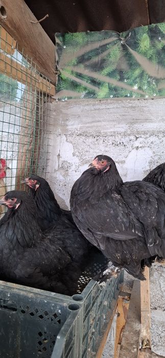 Куры брамма Инкубационое яйцо