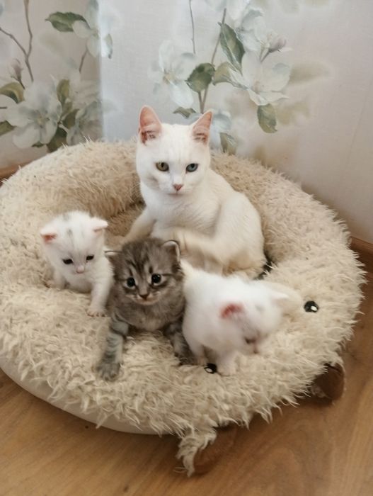 Отдаем котят бесплатно