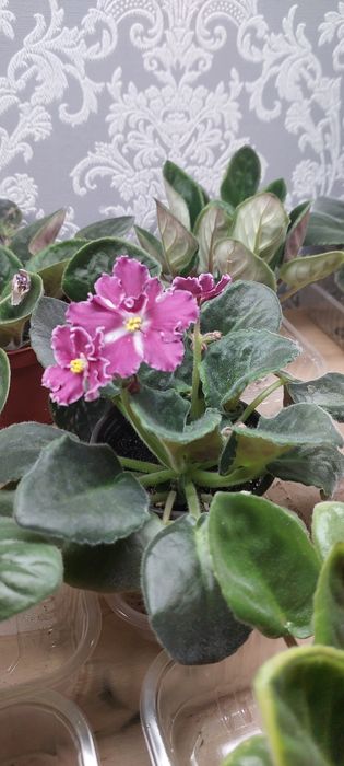 Продаю фиалки.Домашние.