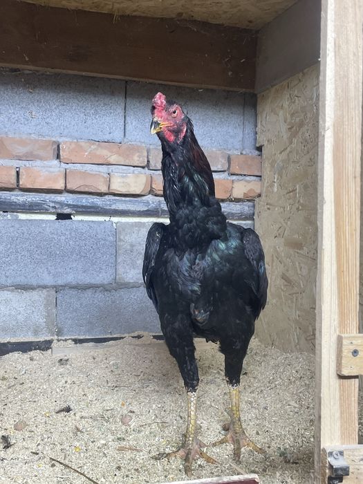 Продам петуха дакан