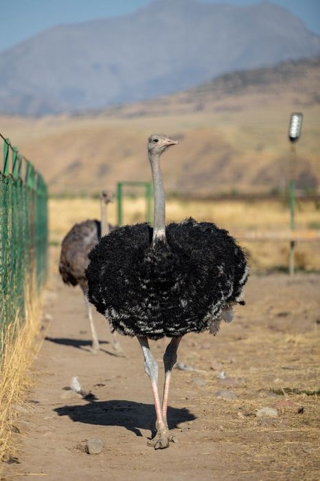 Продажа Пары Африканских Страусов