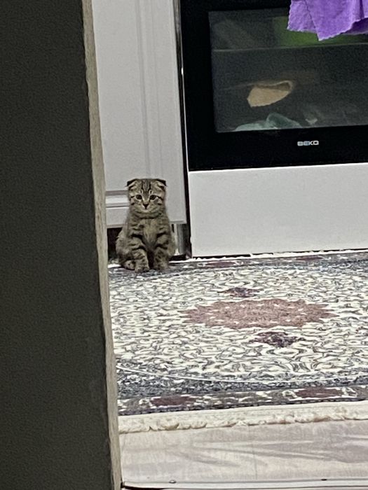 Котенок мальчик