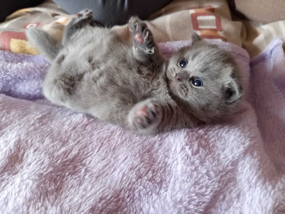 Шотландски Котенца