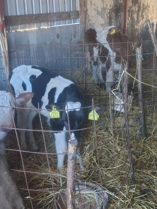 de vânzare tăuraș de trei săptămâni