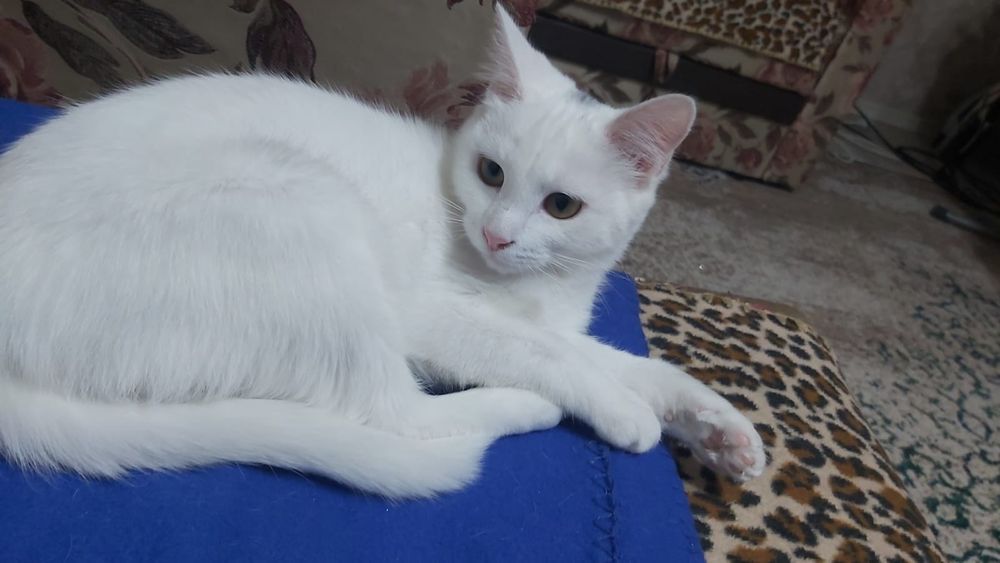 Ищу дом для кошечки