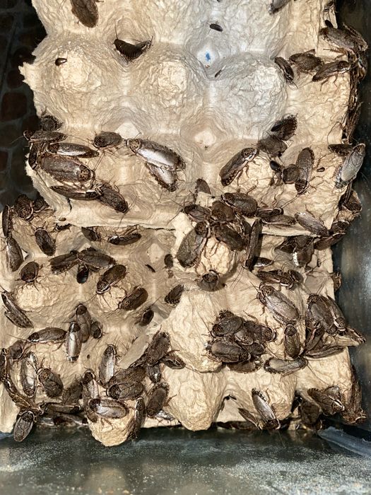 Мраморный таракан 50 тг