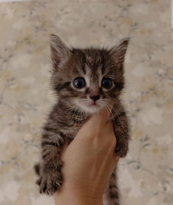 Котята мальчики и одна девочка