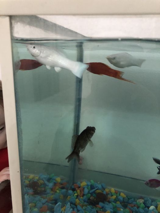 Моллинезия аквариумный рыбка