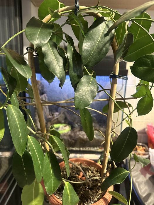 Стефанотис жасмин