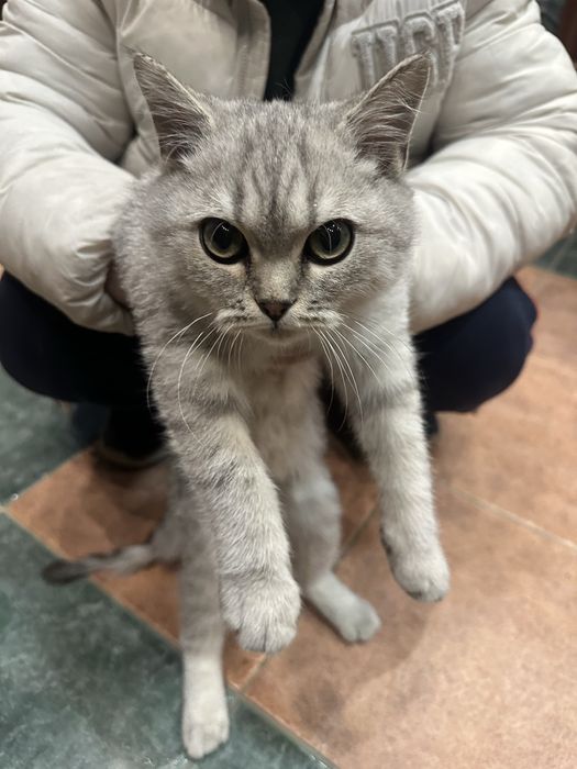 Toza shinshilla mushugi