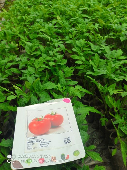 Помидор кучатларни